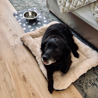 accueil-chien-hotel-chantereyne__