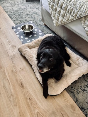 chiens-acceptes-hotel-chantereyne__