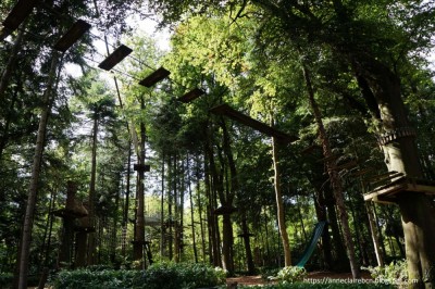 forest-adventure__